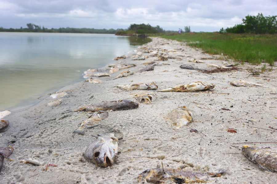 Desastre Ambiental na Lagoa Vermelha: Morte de Milhares de Peixes